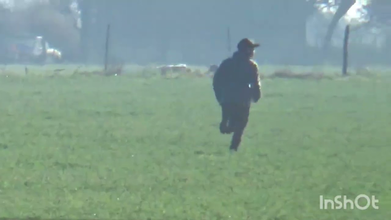 Aventurera (perra overa colorada) otra d mí propiedad STUD LELLI. Ahora entro en celos 