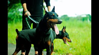 All about the Doberman Pinscher