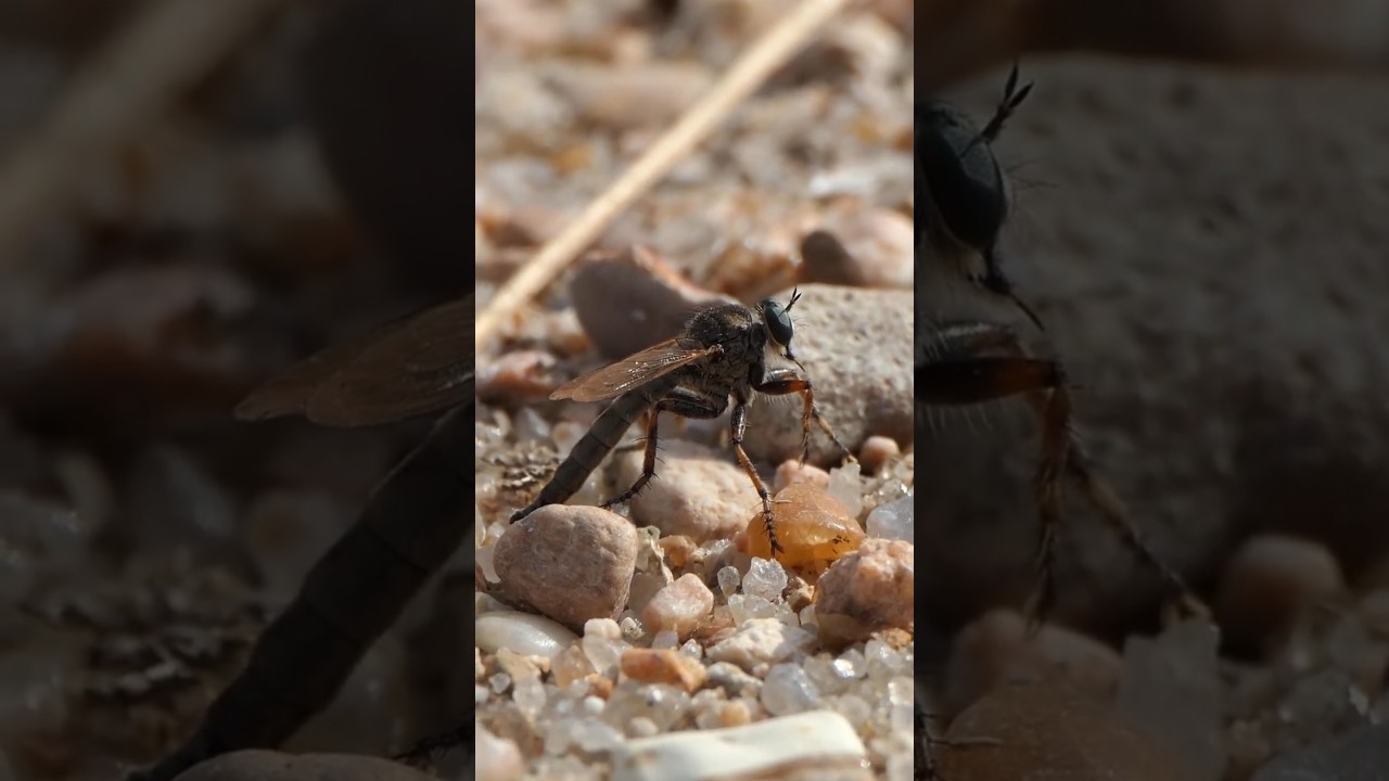Robber Fly sticks out tongue-like hypopharynx