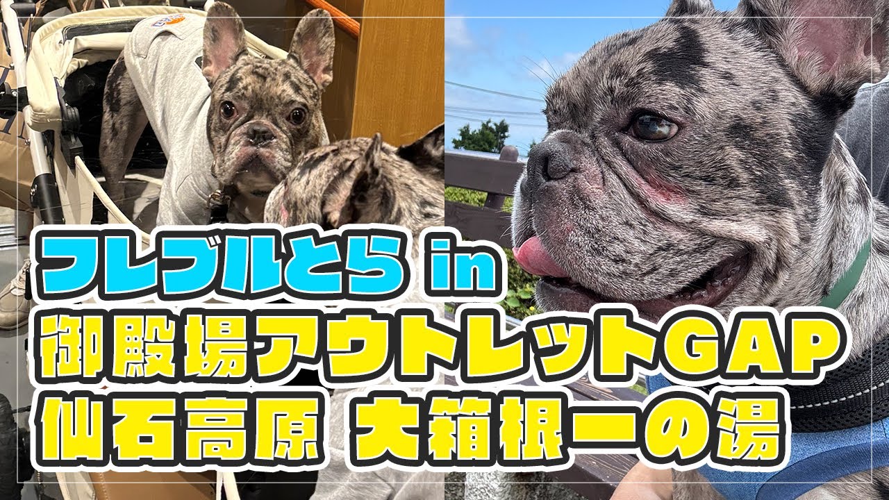 【ワンちゃんと泊まれる宿】仙石高原 大箱根一の湯にお泊まりしてきました＆御殿場アウトレットGAPでオリジナル服を作りました