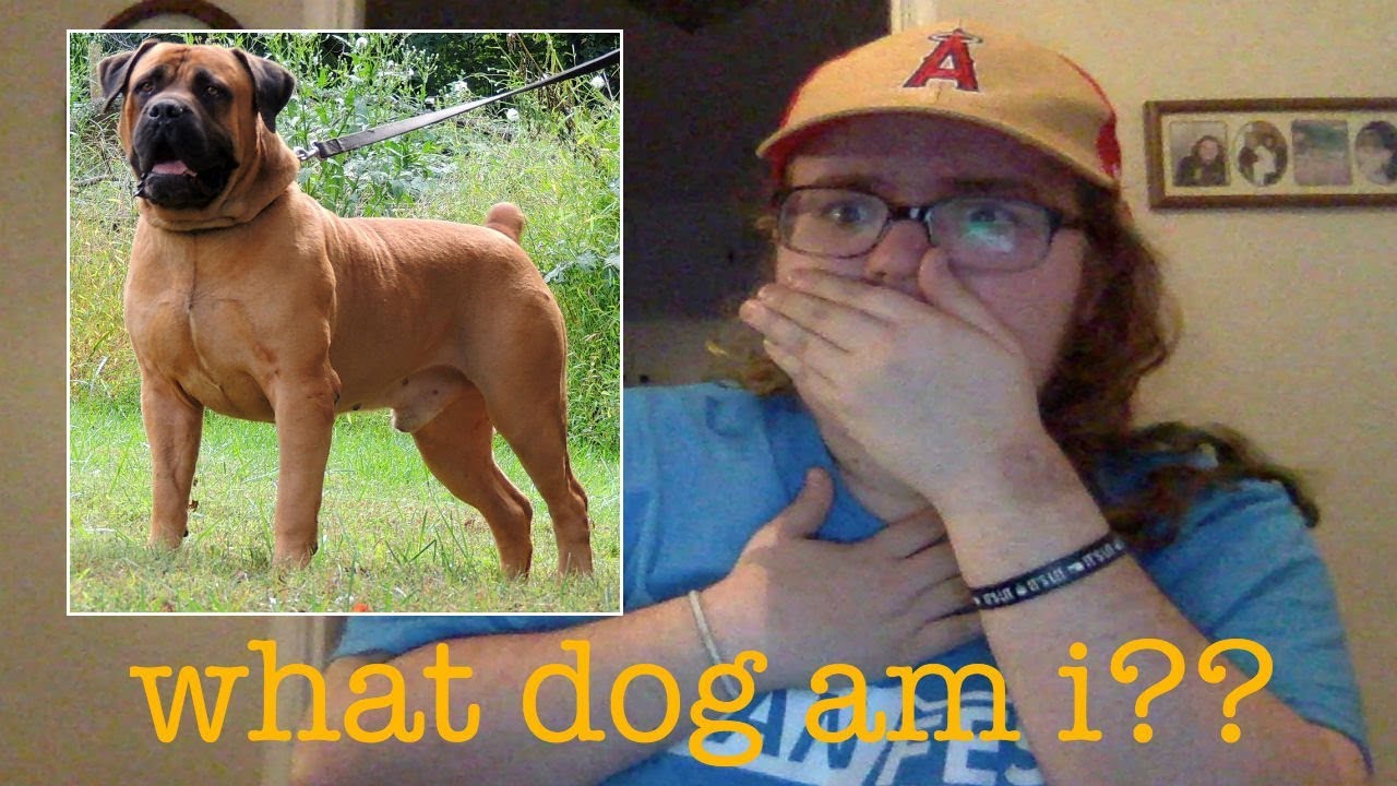 WHAT KIND OF DOG AM I?? What Dog YouTube