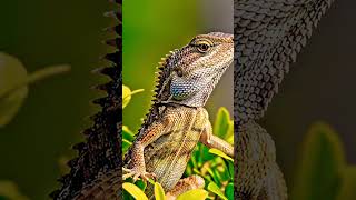 प्राचीन योद्धा | Garden Lizard Macro 🦎 #shorts #nature