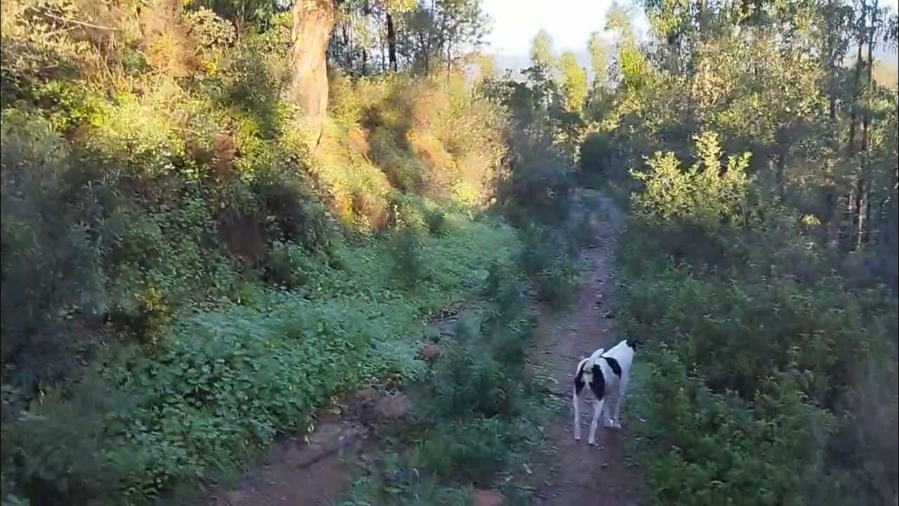 Is Mace Energy Method The Holy Grail? YouTube