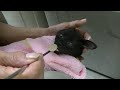 多頭崩壊から保護猫子猫に。 動画の冒頭に心配してくださった皆様に報告があります。まずは４匹をあの部屋から救出しました。ほしい物リストは説明欄にあります＃63