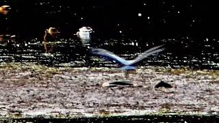 Reiher Enten Kormoran