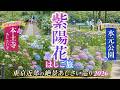 【紫陽花はしご旅】1万株の本土寺あじさい寺から水辺の水元公園へ|東京近郊の花絶景2026