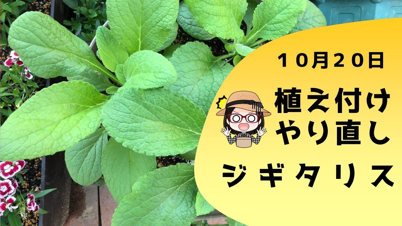 植え付け失敗のジギタリスを植え直す/Replant digitalis【ガーデニング