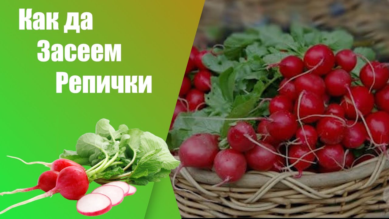 Как да посеем репички - стъпка по стъпка. Разсад или директно засяване?