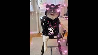 Kuromi singing cat 🎶