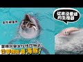 從零開始養 海豚 從來沒見過的GG 蒙眼回聲定位找回物品 海中被海豚撞到是啥感覺 許伯簡芝 Dolphin 從零開始養 海豚 從來沒見過的GG 蒙眼回聲定位找回物品 海中被海豚撞到是啥感覺 許伯簡芝 Dolphin