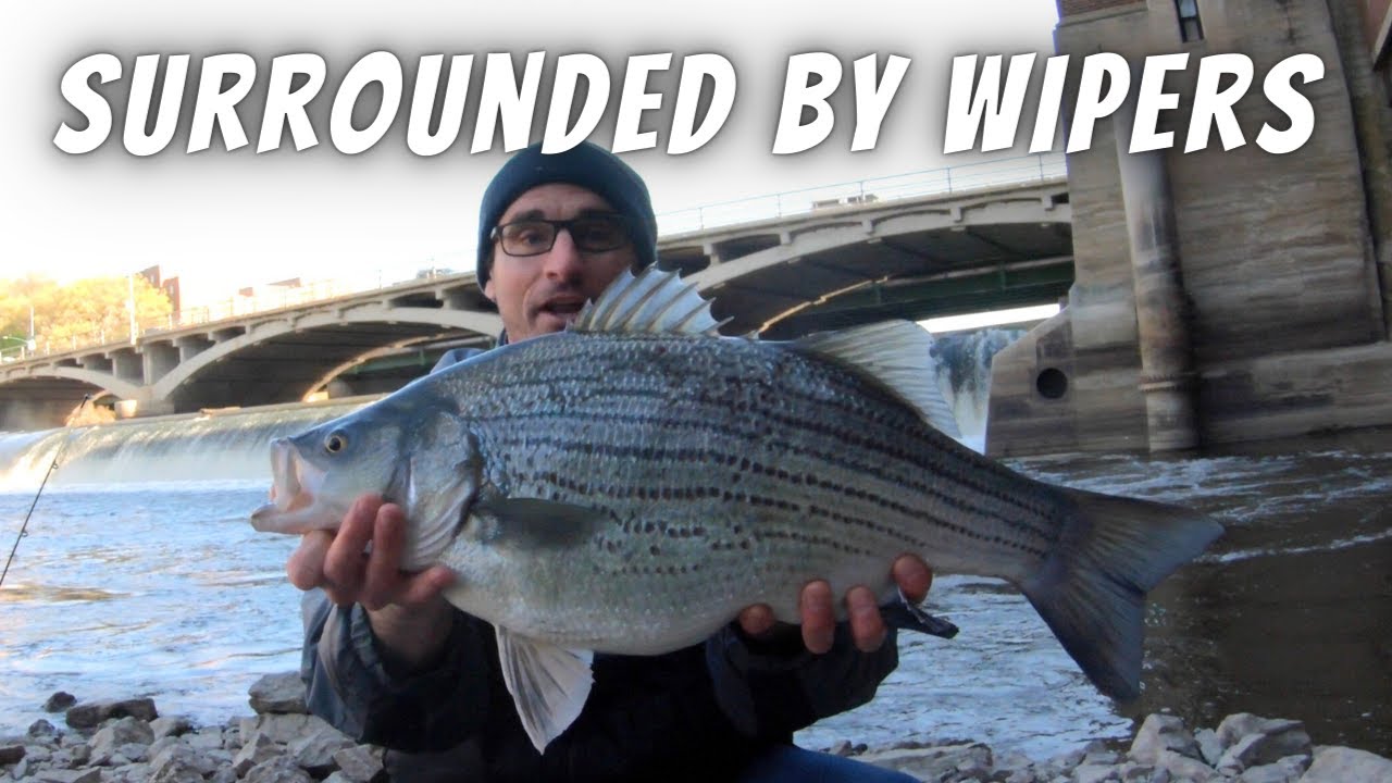 Surrounded By WipersAnd They're All Huge! (Spillway Fishing for Hybrid  Stripers and White Bass) 