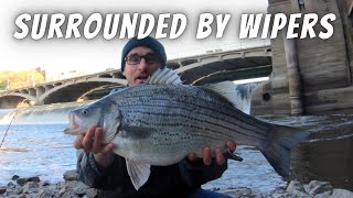 Surrounded By Wipers...And They're All Huge! (Spillway Fishing for Hybrid Stripers and White Bass)