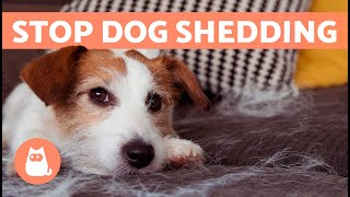 How to STOP a DOG SHEDDING Excessively  (5 Tips to Reduce Dog Shedding)