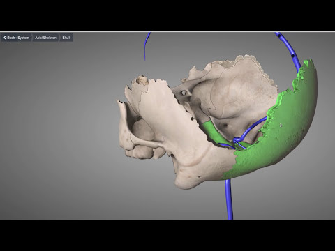 Vidéo: Anatomie, Diagramme Et Fonction De L'os Occipital - Cartes Corporelles