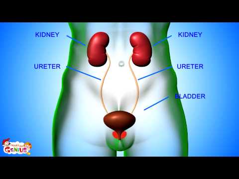 Excretory System - Human Body Animation Video - by www.makemegenius.com