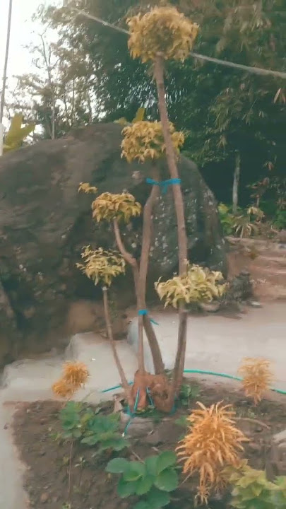 pecinta kopi Nusantara mari ngopi di Rusy Coffee yg sangat alami