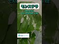 TIẾNG NHẬT VỀ CÂY TRỒNG TRONG NHÀ| WeXpats TV