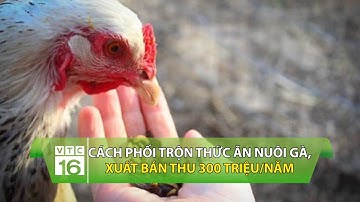 Cách phối trộn thức ăn nuôi gà, sau khi xuất bán thu 300 triệu/năm | VTC16