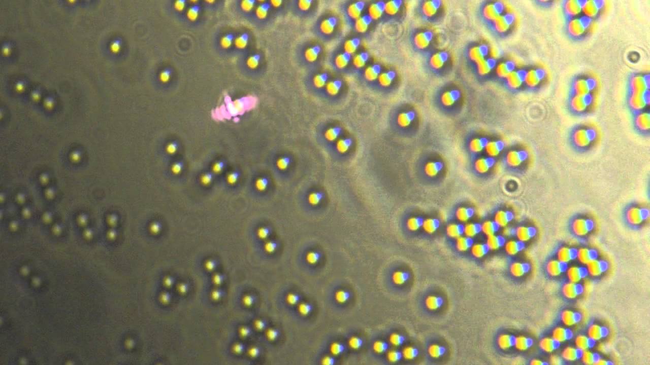 Optical Tweezers YouTube