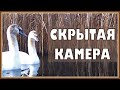 Скрытая камера у озера. Вот это кадры!