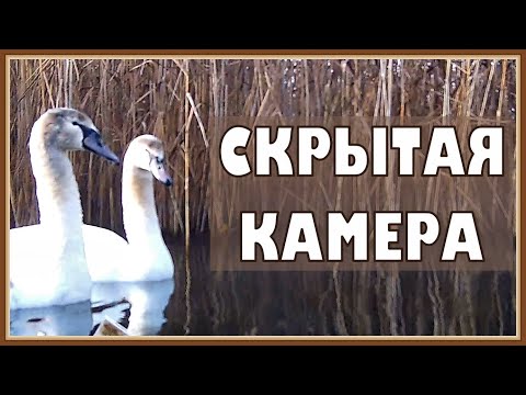 Video: Kaip Maitinti žiurkę