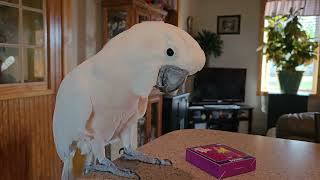 Cockatoo Mischievous Mood