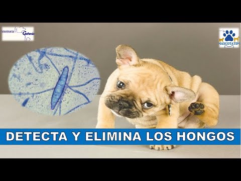 Video: Infección Por Hongos (rinosporidiosis) En Perros
