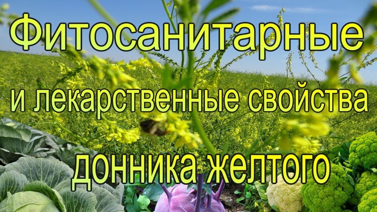 Донник желтый лекарственный / фитосанитарные и лекарственные свойства