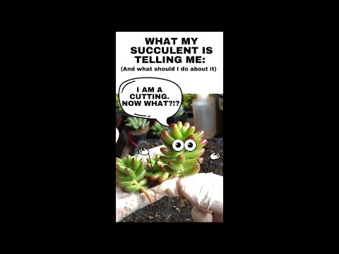 ვიდეო: Succulents შხამიანია კატებისა და ძაღლებისთვის?