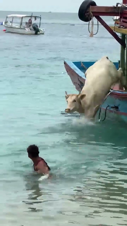 Ada yang nak tengok ke? Macam mana proses lembu dibawa ke pulau untuk ibadah k0rb4N?