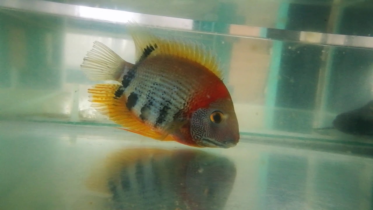 Herus Severum red Head.
