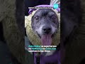 PAWmicon Event Gives Pets Their Own Comic-Con