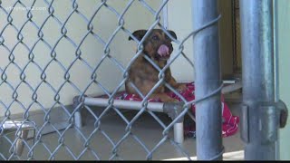 Adoptions Needed: Burlington Animal Services at Critical Capacity