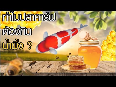 ใหม่!! Boost Growth&Color Honey Formula อาหารปลาคาร์ฟสูตรเร่งโต เร่งสี ที่มีส่วนผสมของน้ำผึ้งแท้