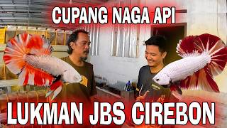 IKAN CUPANG NAGA API MILIK LUKMAN JBS CIREBON