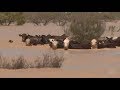 Rain that fell two weeks ago flows into SWQ ending the drought for Birdsville