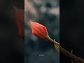 Flower photography nature reels viral art love trending viral