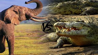 Nile Crocodile Vs Elephant - Who Will Win This Battle?