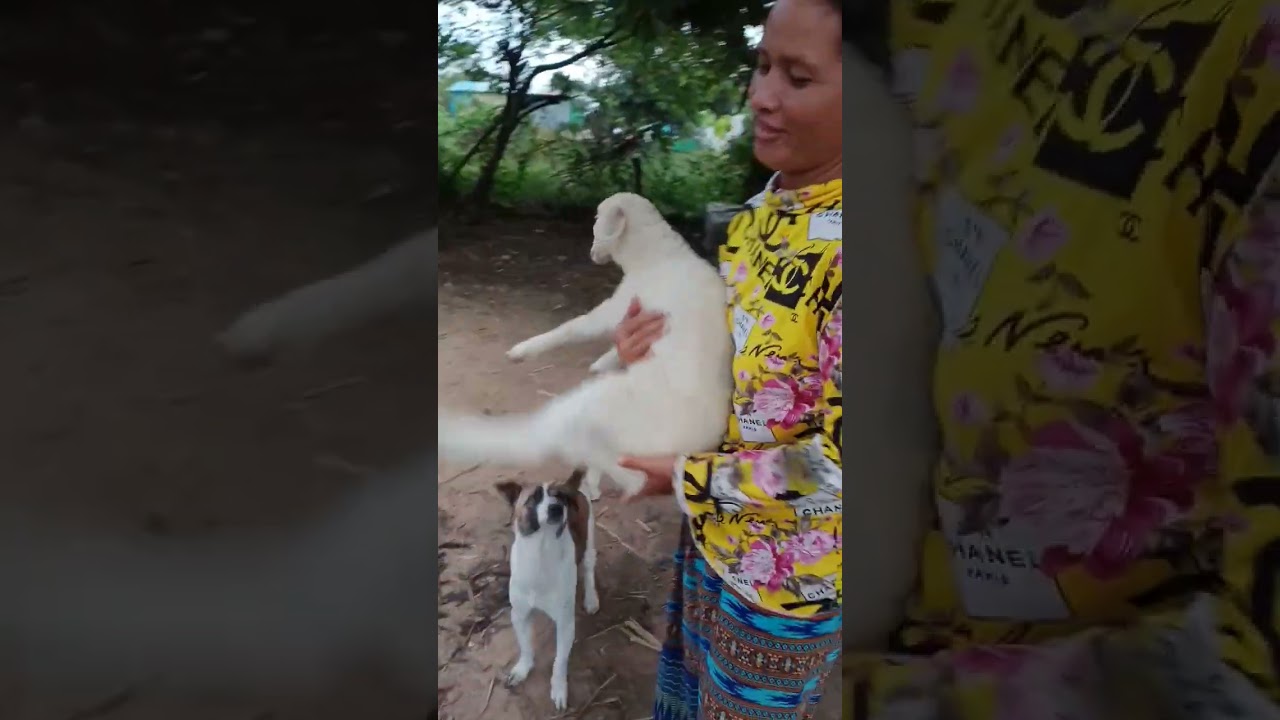 Animal Husbandry🐑Dog take care it🐕too YouTube