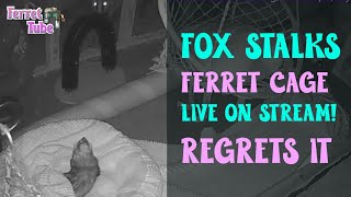 Fox stalks cute ferrets' cage LIVE and REGRETS IT
