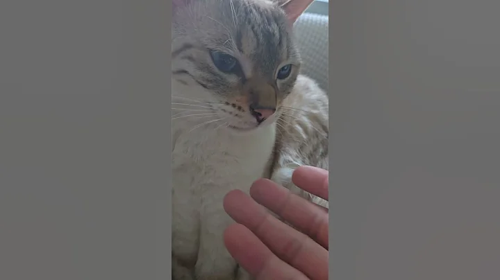 Video 9268031: bengal pets cats cute, bengal cat cutecat, white bengal cat, bengal cat eyes, blue bengal cat