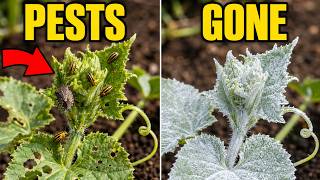 Spray This NOW to STOP Cucumber Beetles and Squash Bugs Like Magic!