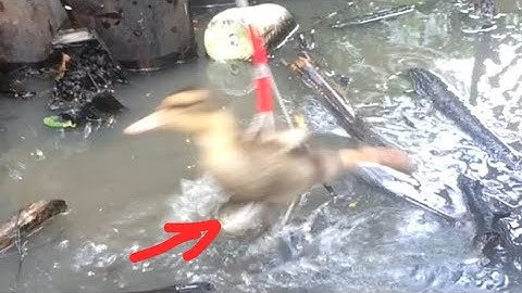 Câu Cá Lóc Bằng Vịt Cận Cảnh  Cá Lóc Táp Quá Hồi Hợp