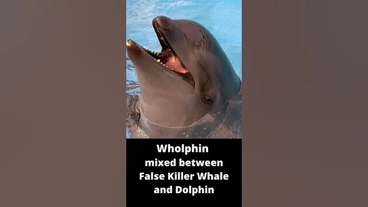 Watch the video about 5 types of hybrid animals that actually exist #shorts