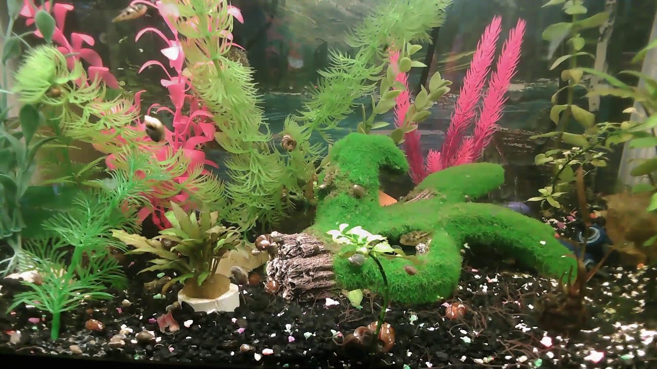 Amazing Pea Puffers Eating Live Snails & Black Worms! YouTube
