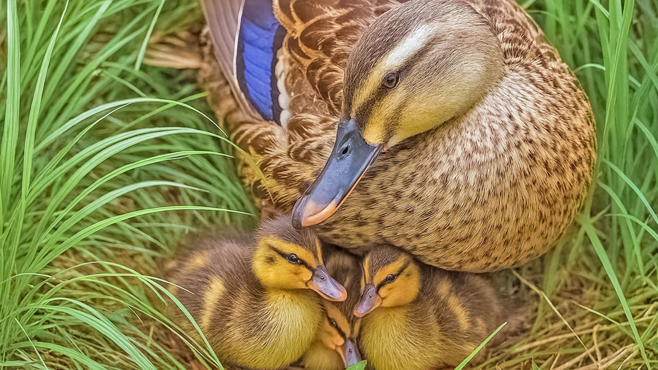 Мама-утка учит утят — а потом укладывает их спать 💤🐤
