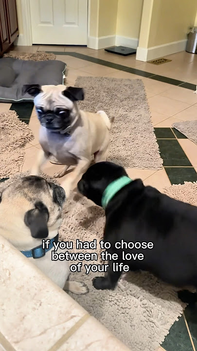 FAWN PUG or BLACK PUG?👇😂 #pugs #pugobsessed #weeklyfluff