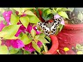 When butterflies become guide to ur garden /जब तितलियाँ आपके बगीचे के लिए मार्गदर्शक बन जाती हैं