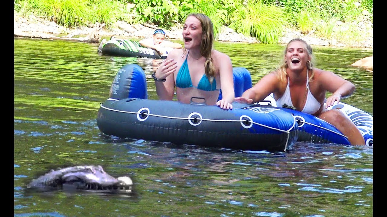 GatoR! Laugh-Out-Loud Reactions to Hilarious Alligator Shenanigans!