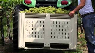 Burntshirt Vineyards 2014